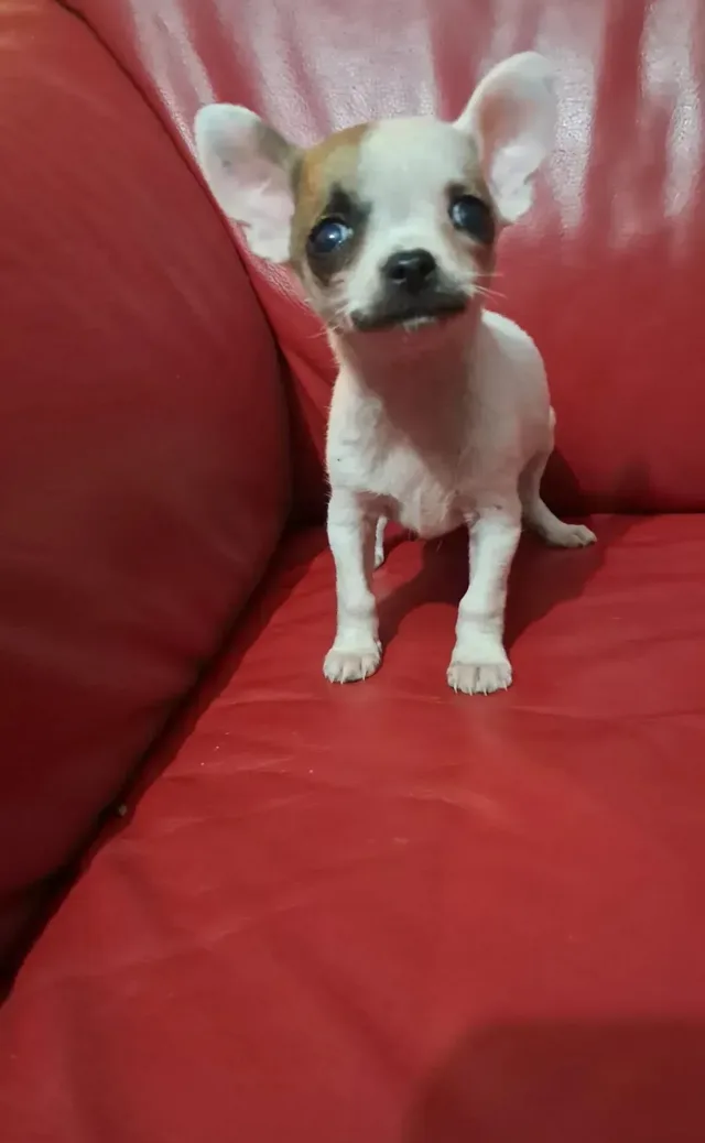 Civave
