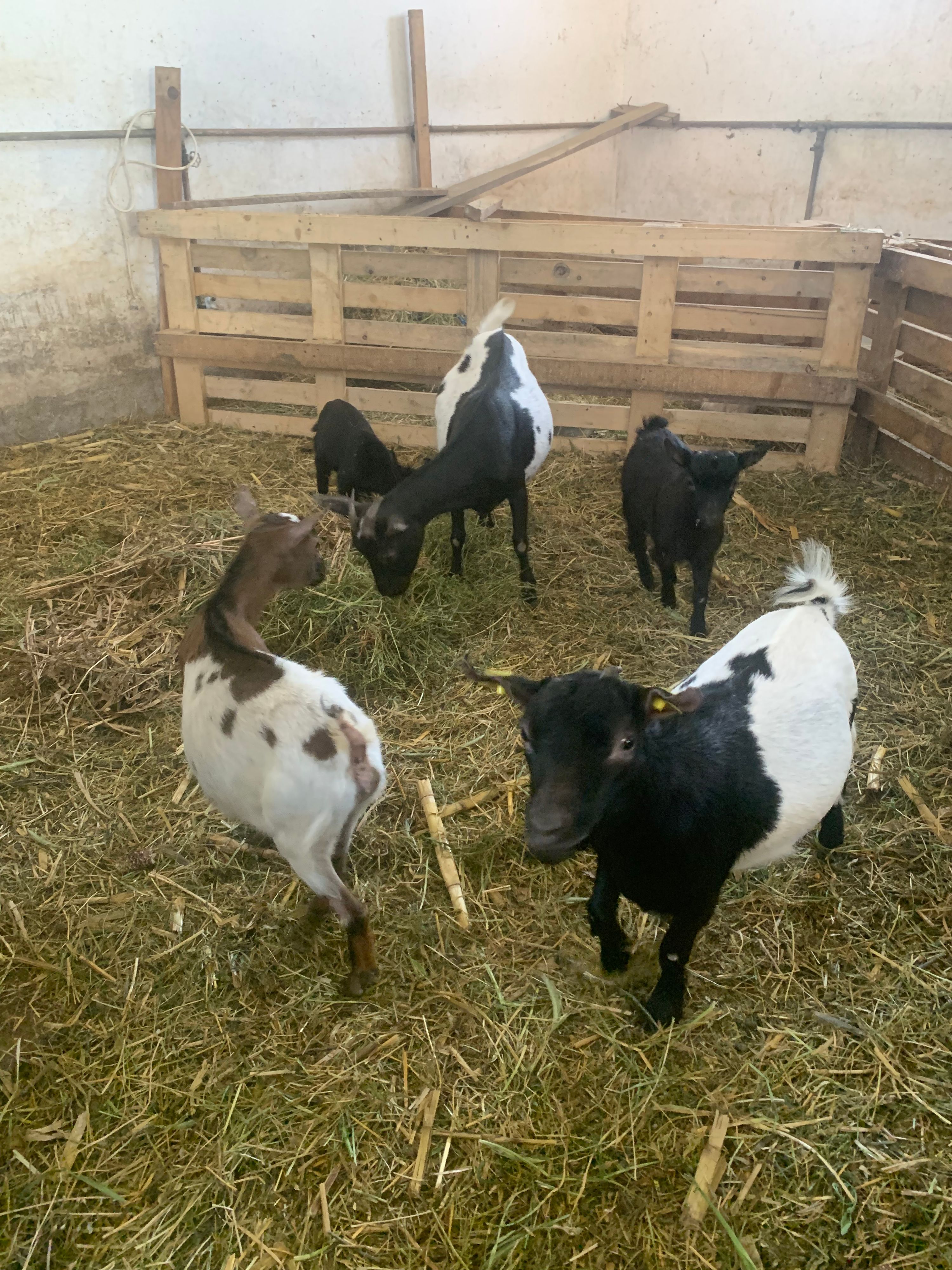 Patuljaste koze
